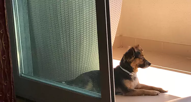 French Door Pet Screen Repair in San Mateo, CA